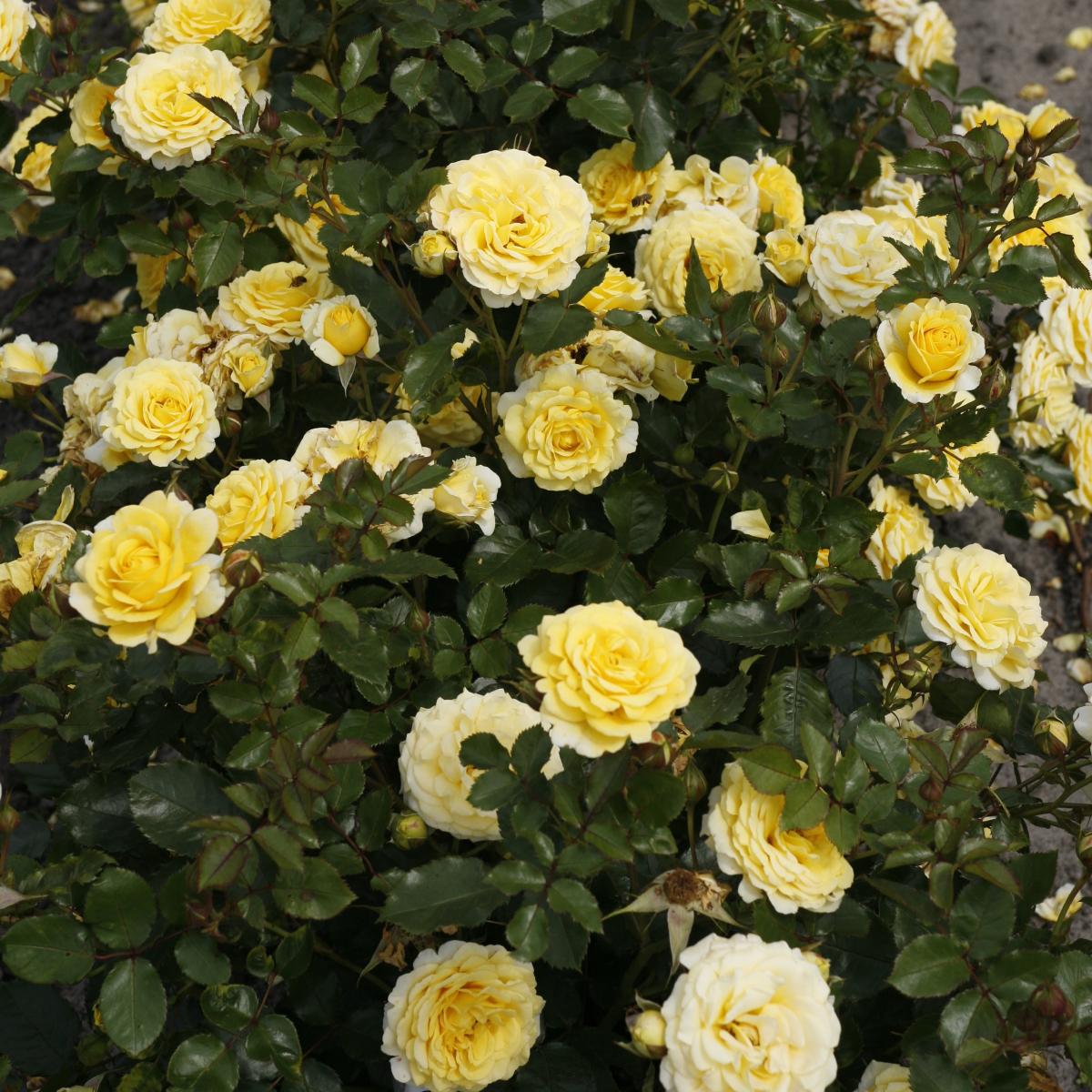 Rosa - hybride - Sunmaid® - KORsanhewes
